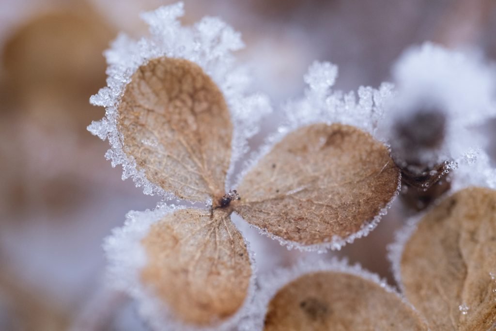 TTArtisan 40mm F2.8 Macro na Fujifilm X-T3