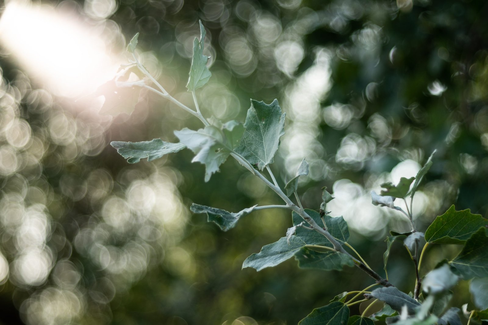 TTArtisan 100mm F2.8 Bubble Bokeh M42 - Sony A9 II