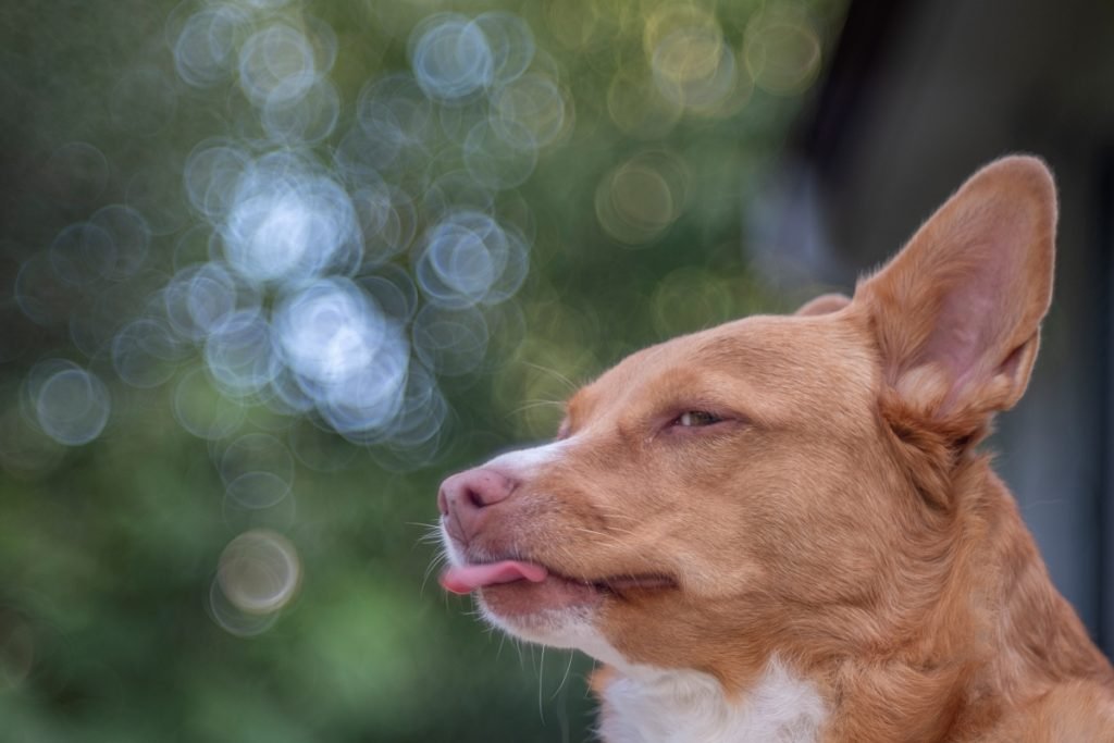 Bubble Bokeh TTArtisan 100mm F2.8 M42 Main