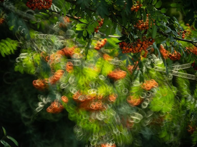 Efekt bokeh na Fujifilm GFX 50s na TTArtisan 250mm F5.6 Reflex Donut Bokeh M42 zrywa kapcie