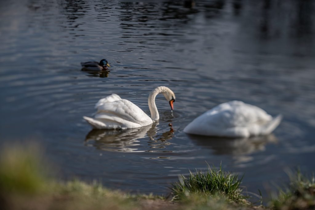 TTArtisan 100mm F2.8 Main