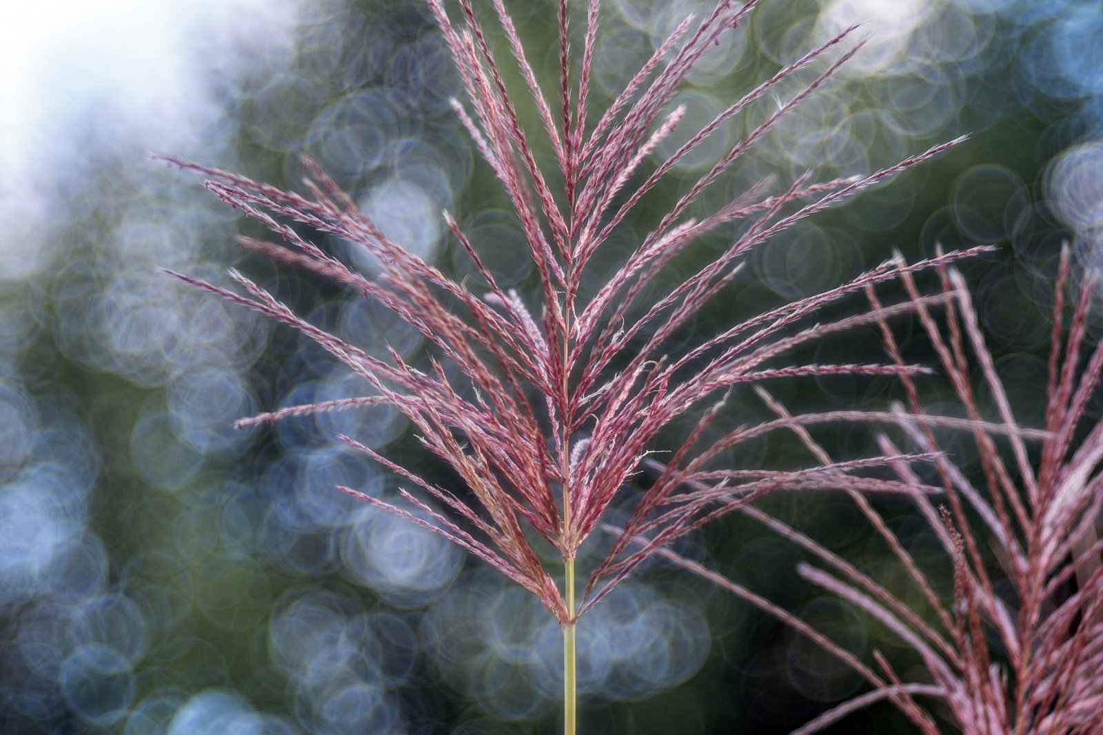 Trioplan 100mm F2.8