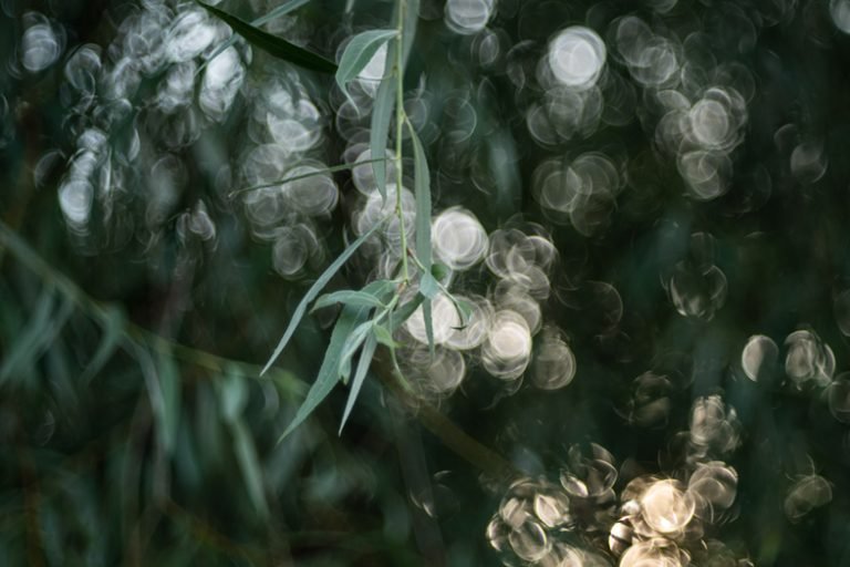 TTArtisan 100mm F2.8 Bubble Bokeh M42 - Sony A9 II