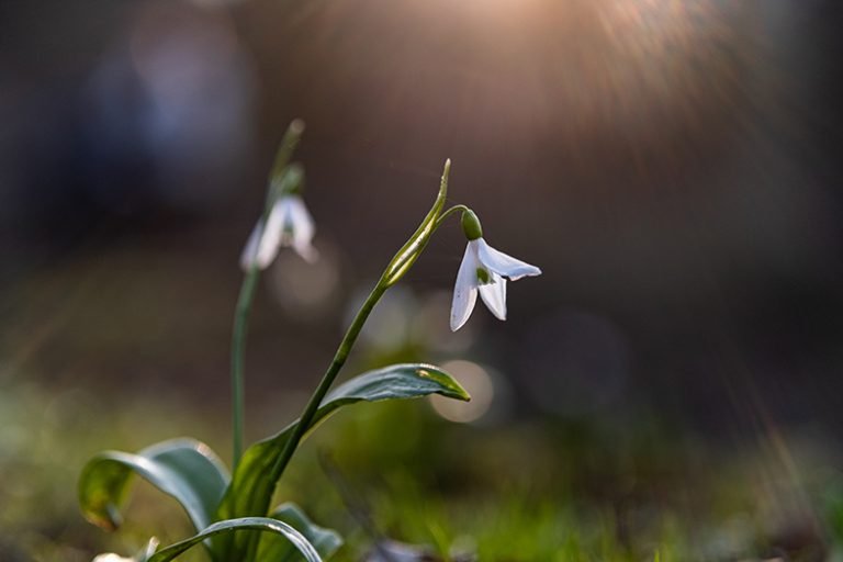 TTArtisan AF 56mm F1.8