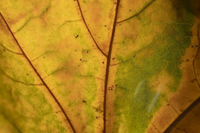 TTArtisan AF 35mm F1.8 APS-C z Super Macro Raynox DCR-250 na Fujifilm X-T4