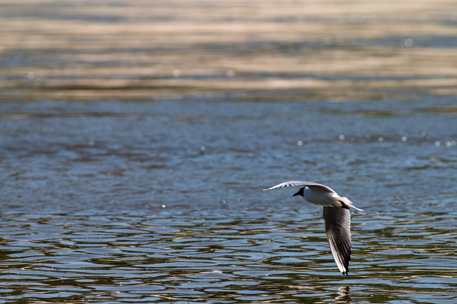TTArtisan 500mm F6.3 ED