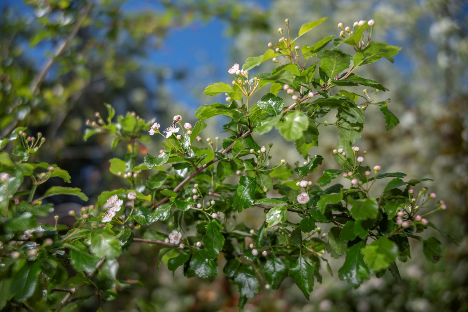 TTArtisan 35mm T2.1 Cine Dsc4747