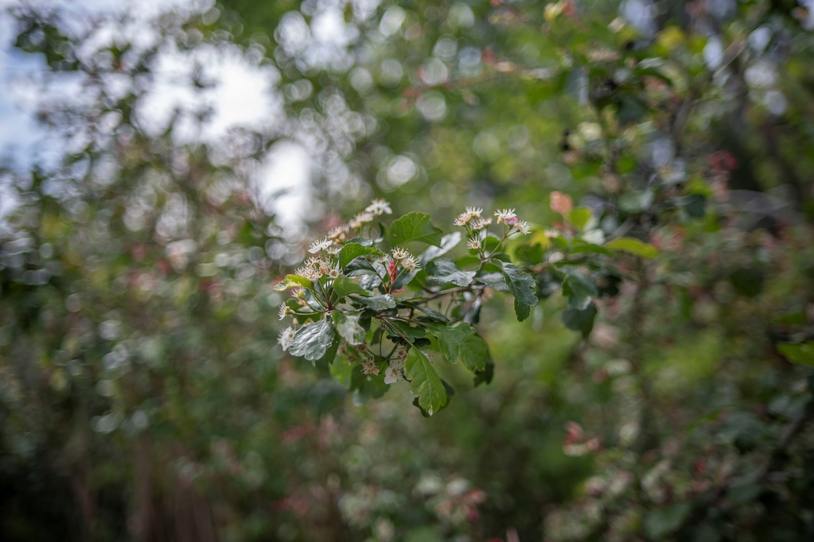 TTArtisan 35mm T2.1 Cine Dsc4934