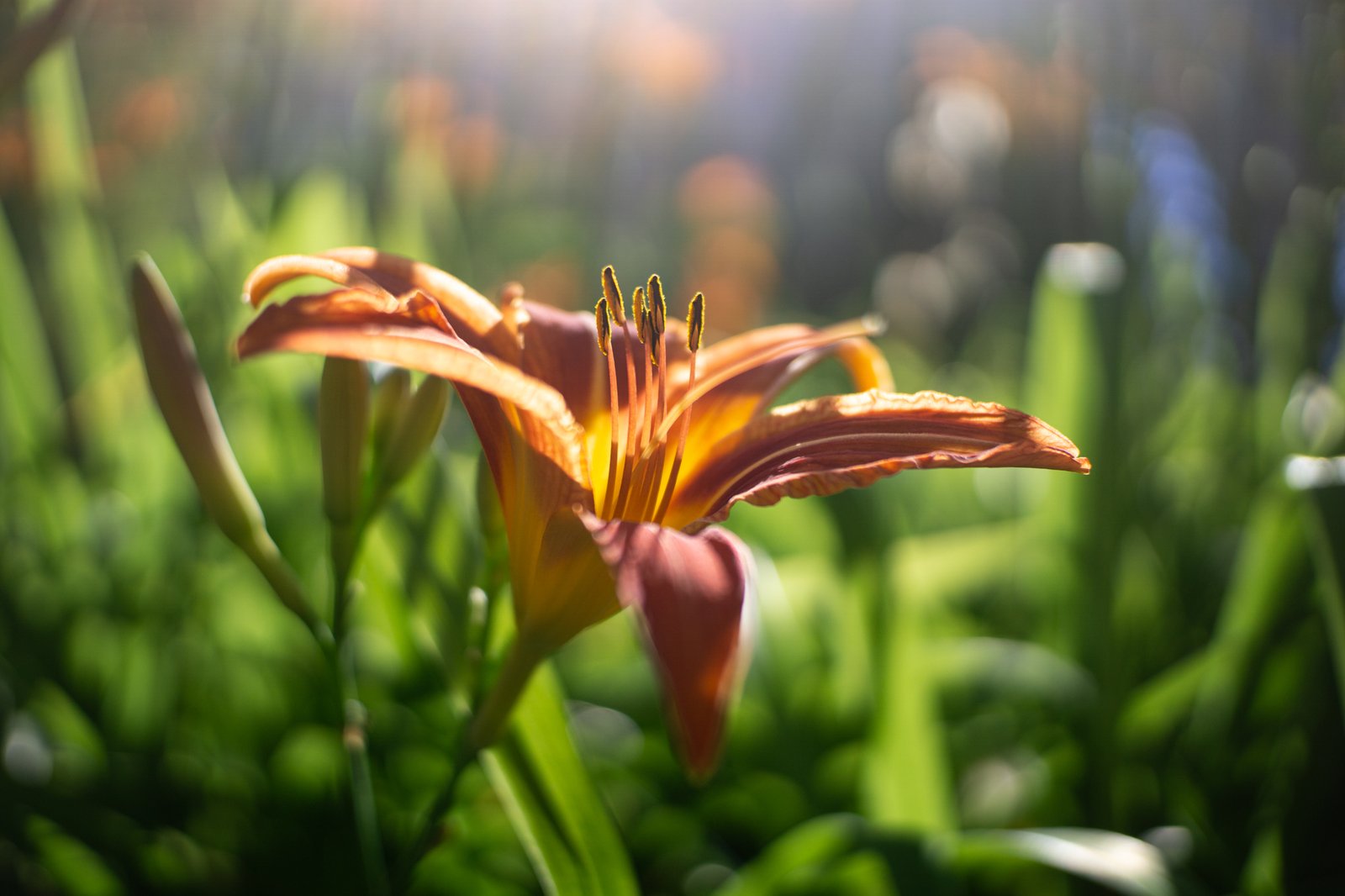 Ttartisan 25mm f2 sony a6000 2000px 2 7