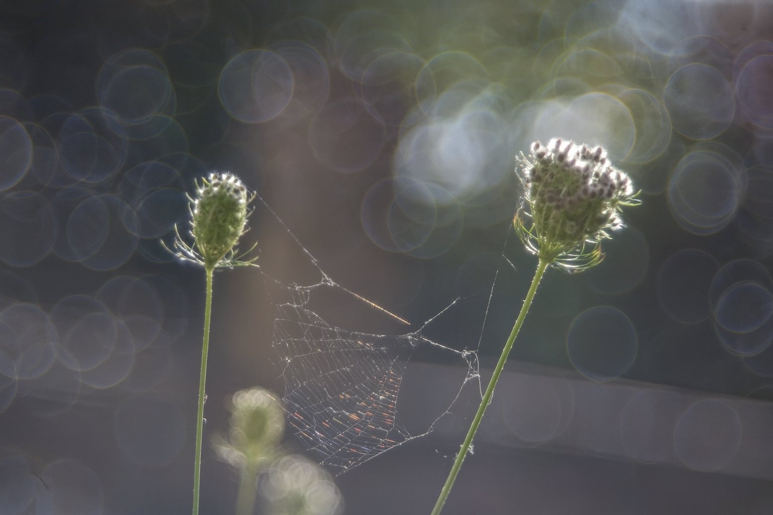ttartisan-100-mm-f2-8-bubble-bokeh-m42-ostatni-akt-kreatywnego-arcydziela 2