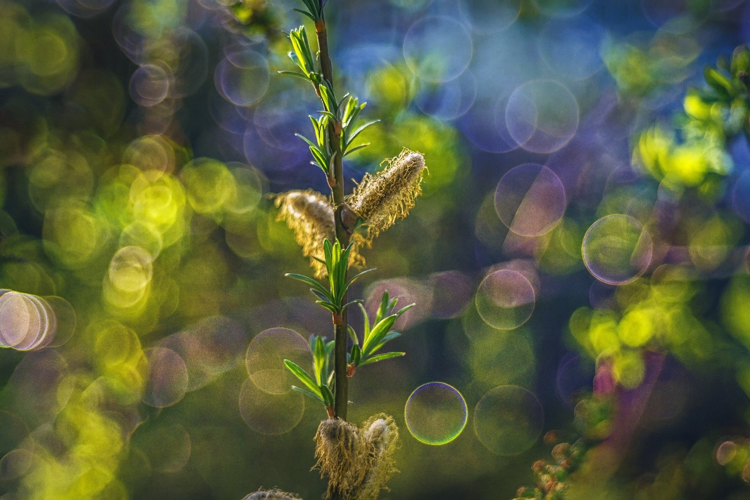 ttartisan-100-mm-f2-8-bubble-bokeh-m42-ostatni-akt-kreatywnego-arcydziela 4