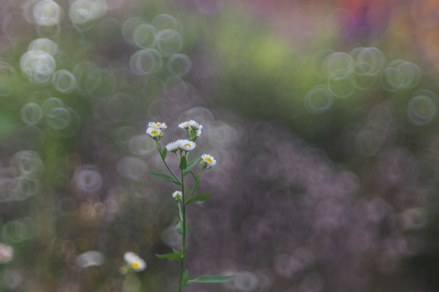 ttartisan-100-mm-f2-8-bubble-bokeh-m42-ostatni-akt-kreatywnego-arcydziela 5