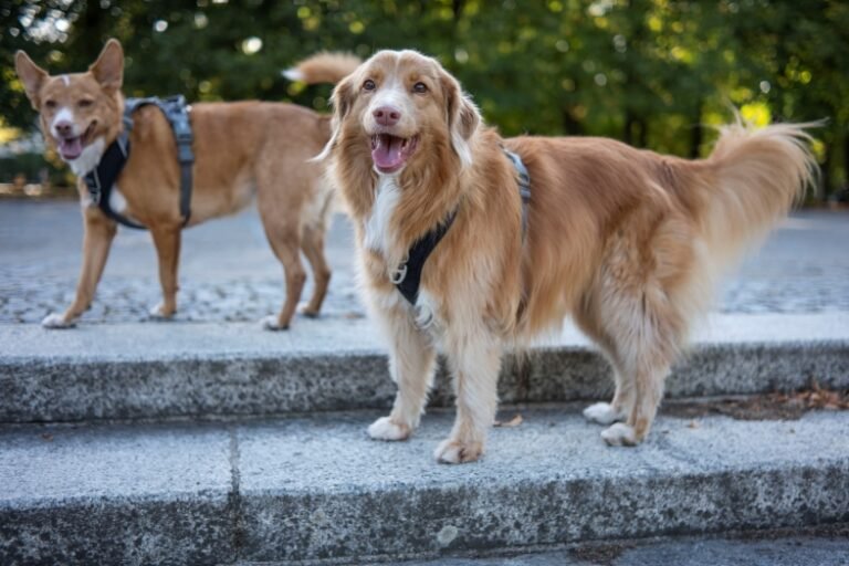 Dwie suczki Falbanka i Chmurka sfotografowane obiektywem TTArtisan 40mm F2 na aparacie Nikon Zf w Parku Ujazdowskim w Warszawie