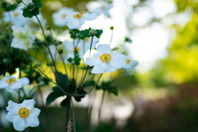 Ttartisan 40 sonya6300 kru miniatura