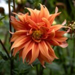 Ttartisan af 40mm f2 ed asph full frame nikon z obrazek