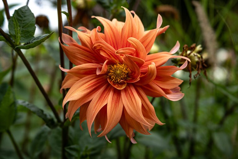 Ttartisan af 40mm f2 ed asph full frame nikon z obrazek