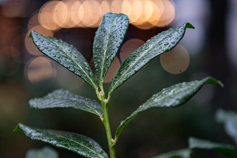 Ttartisan af 75mm f2 ed fujifilm x pro3 2783 obrazek