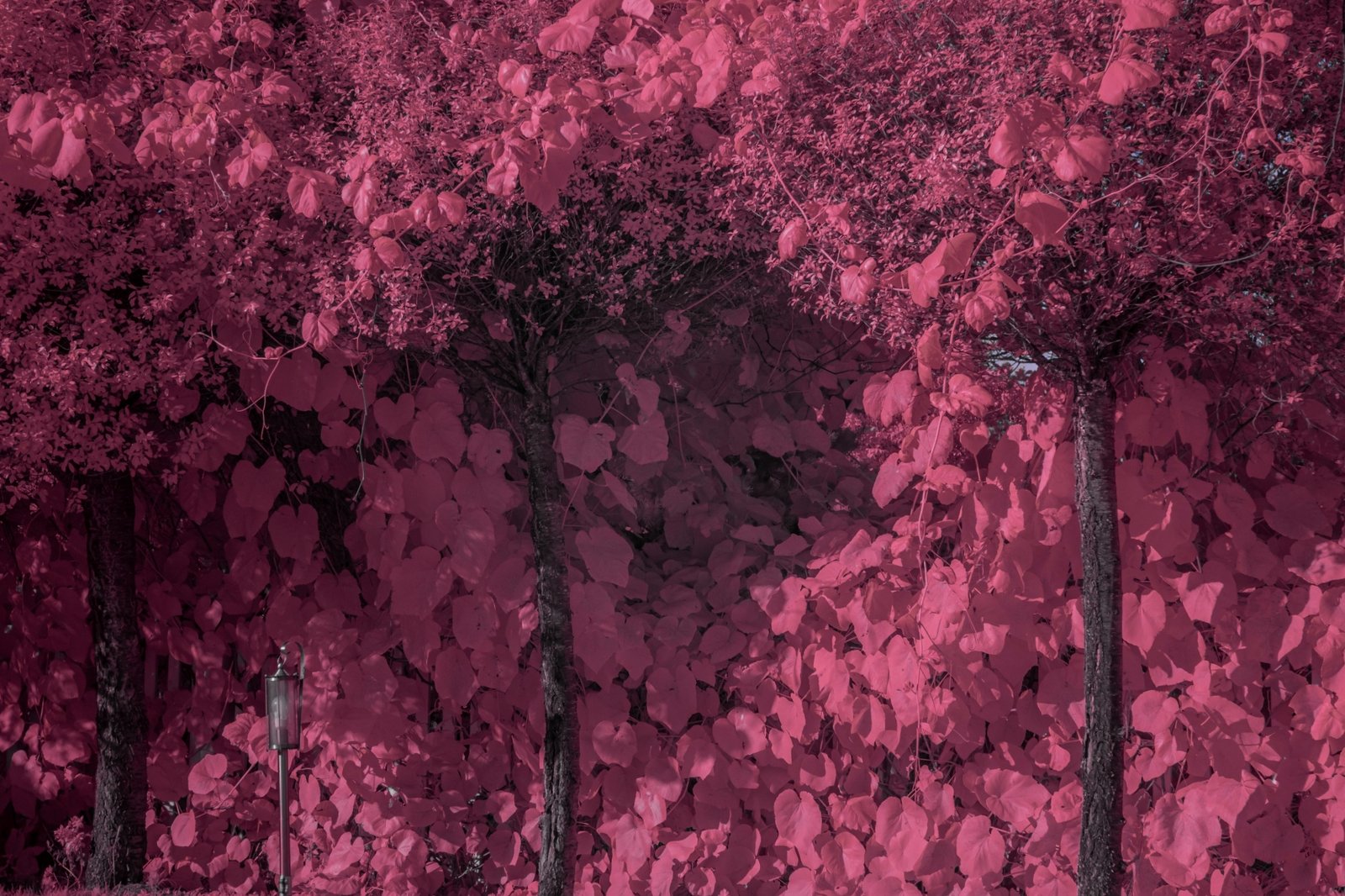 Batch ttartisan 40mm f2 ed asph sony a6000 ir dsc9470