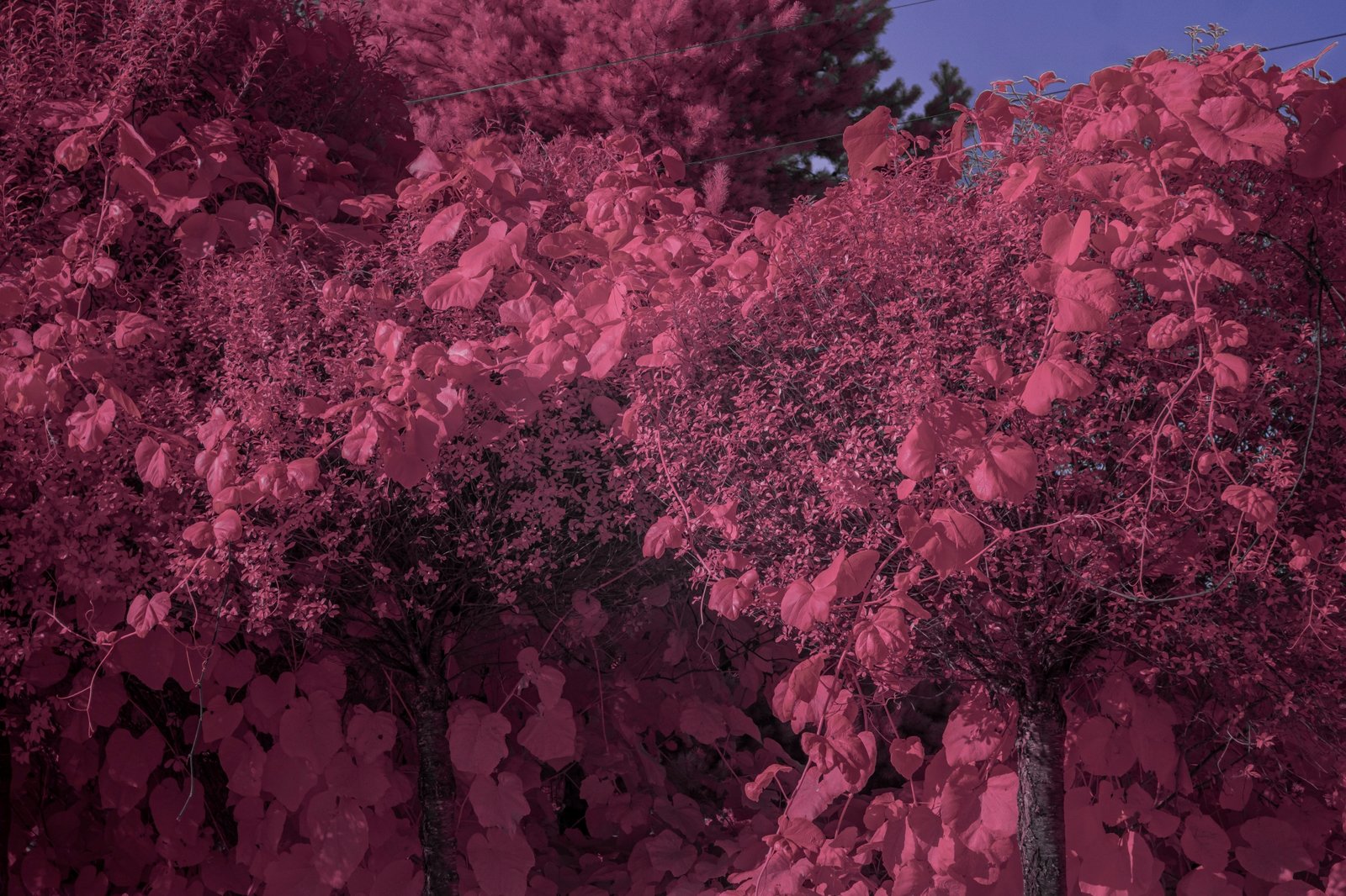 Batch ttartisan 40mm f2 ed asph sony a6000 ir dsc9478