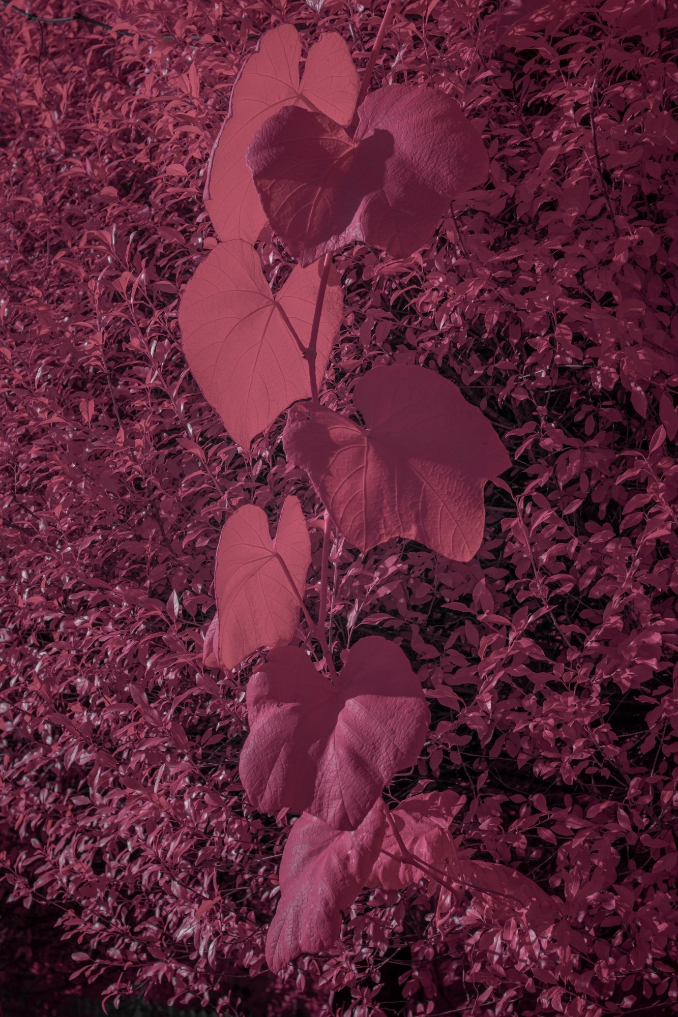 Batch ttartisan 40mm f2 ed asph sony a6000 ir dsc9681