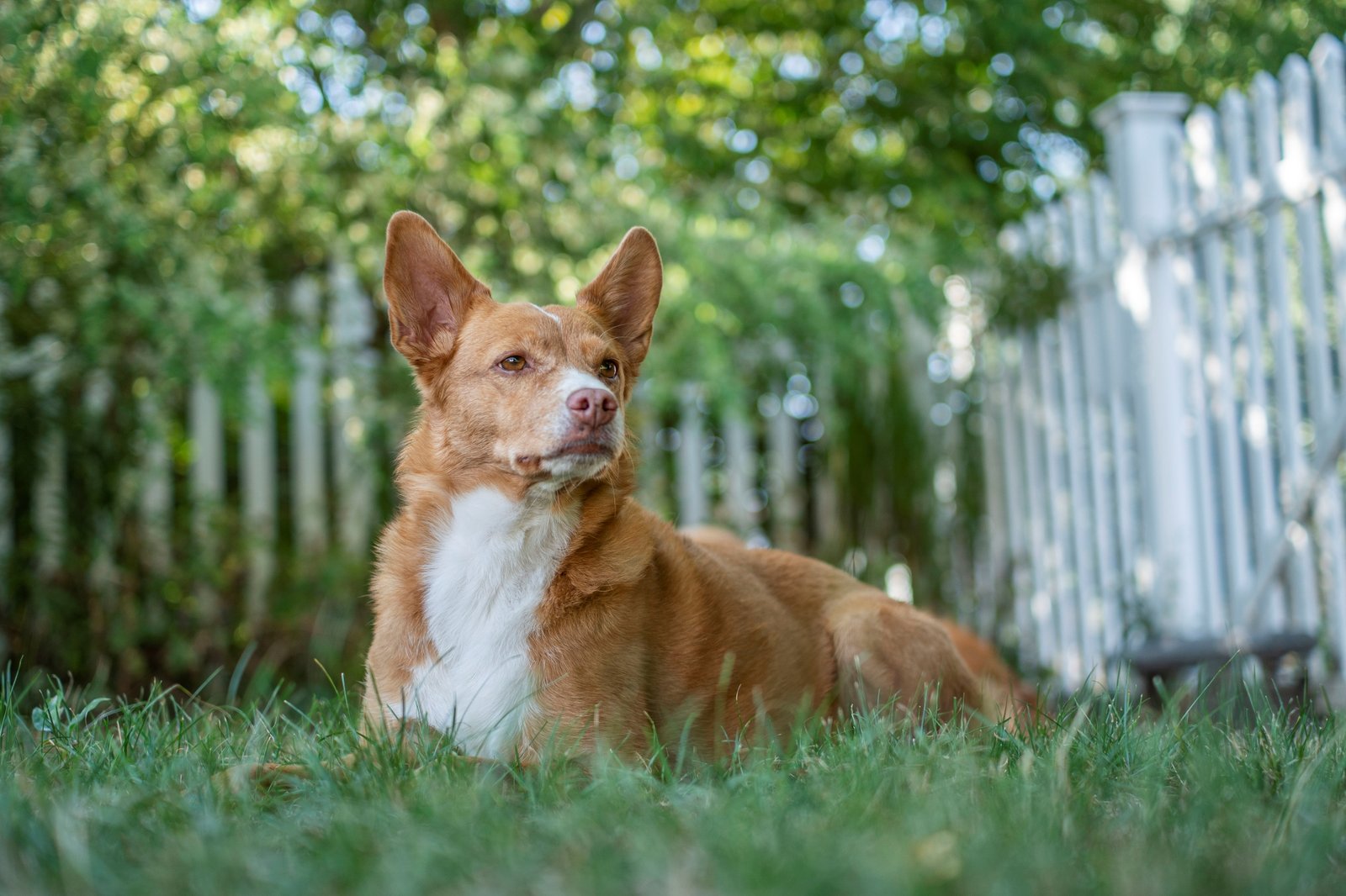 Batch ttartisan 40mm f2 ed asph sony a6300 dsc0202