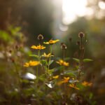 Ttartisan 50mm f1.4 asph. leica m summilux killer robert karaŚ 2000px 13