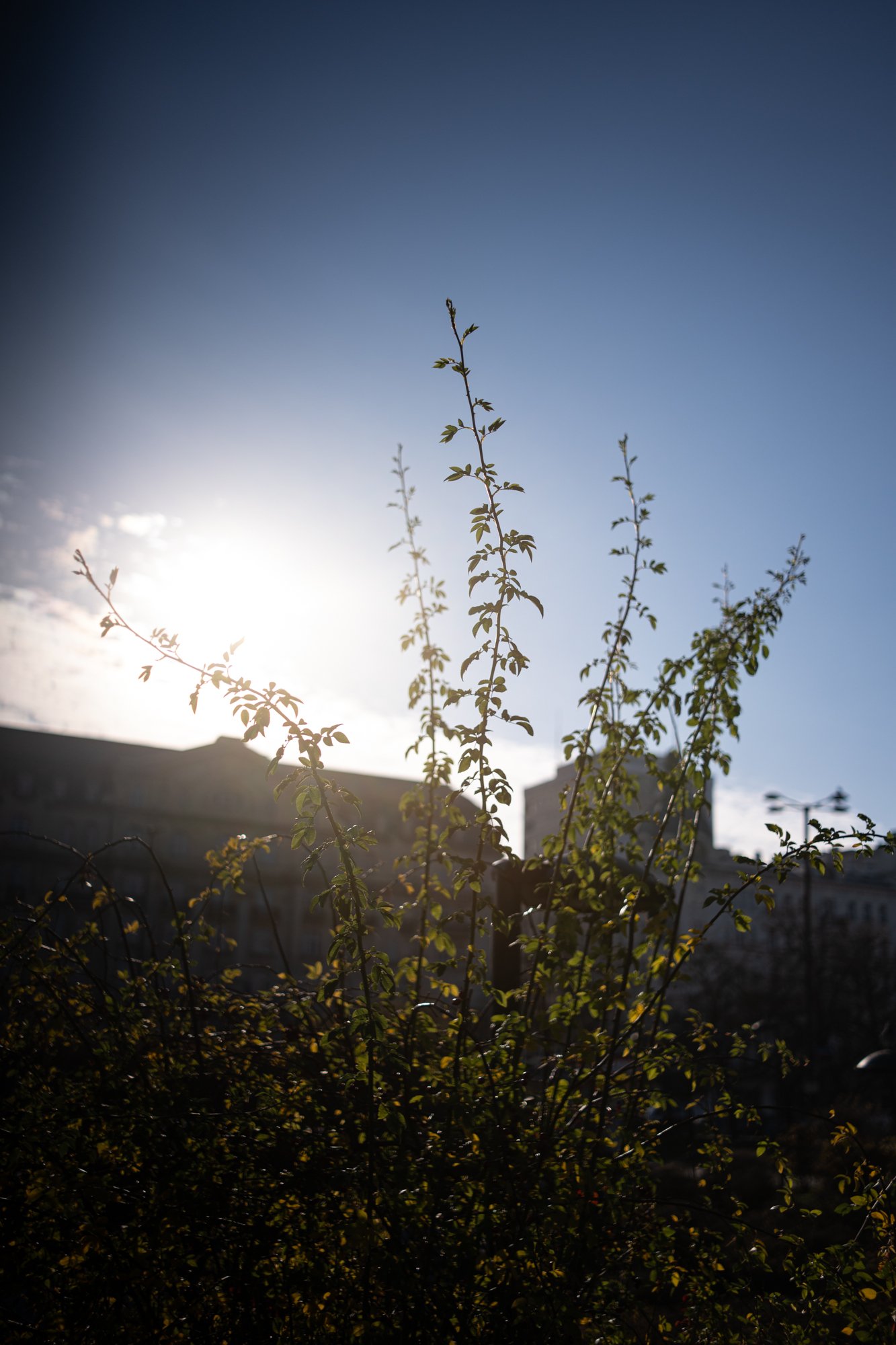 TTArtisan AF 40mm F2 ED L-mount