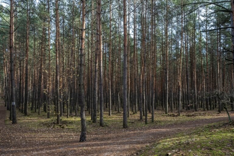 ttartisan-af-23mm-f18-nikon-z9-test