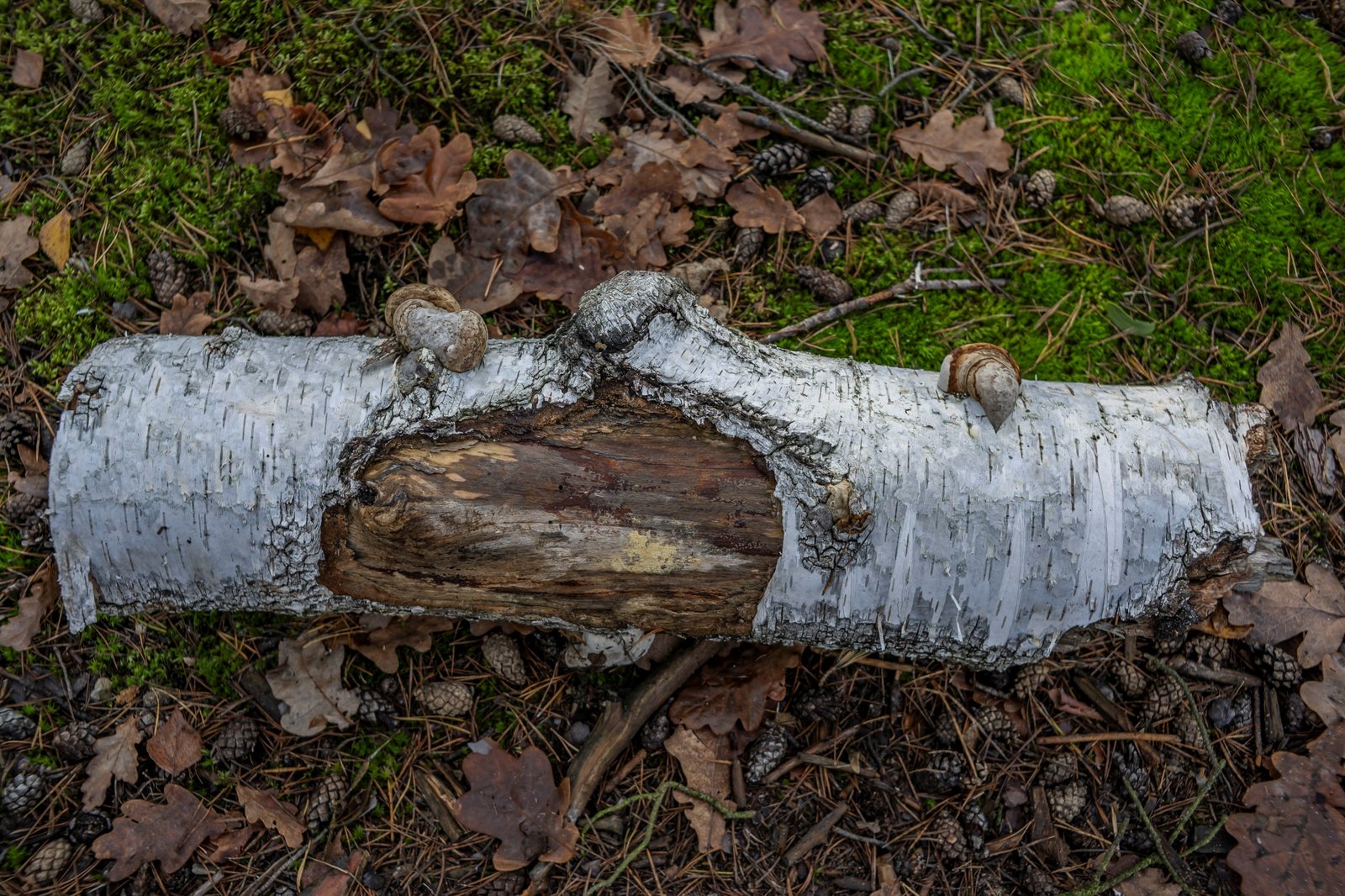 ttartisan-af-23mm-f18-nikon-z9-test 3