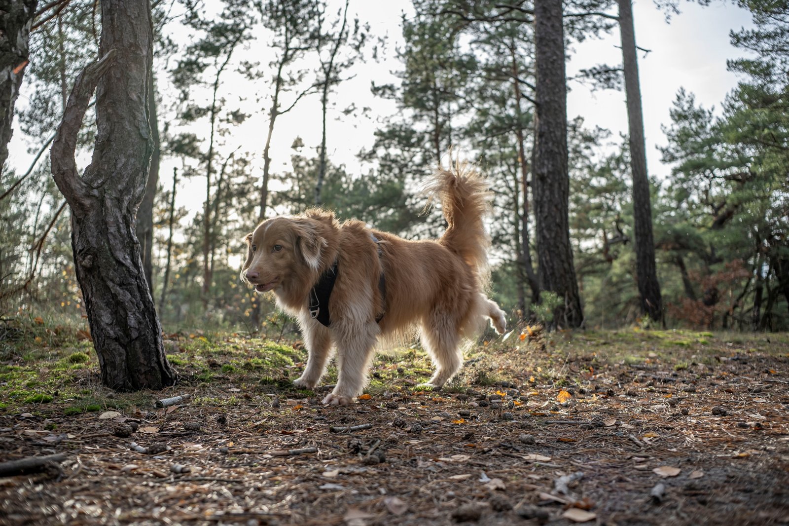 ttartisan-af-23mm-f18-nikon-z9-test 8