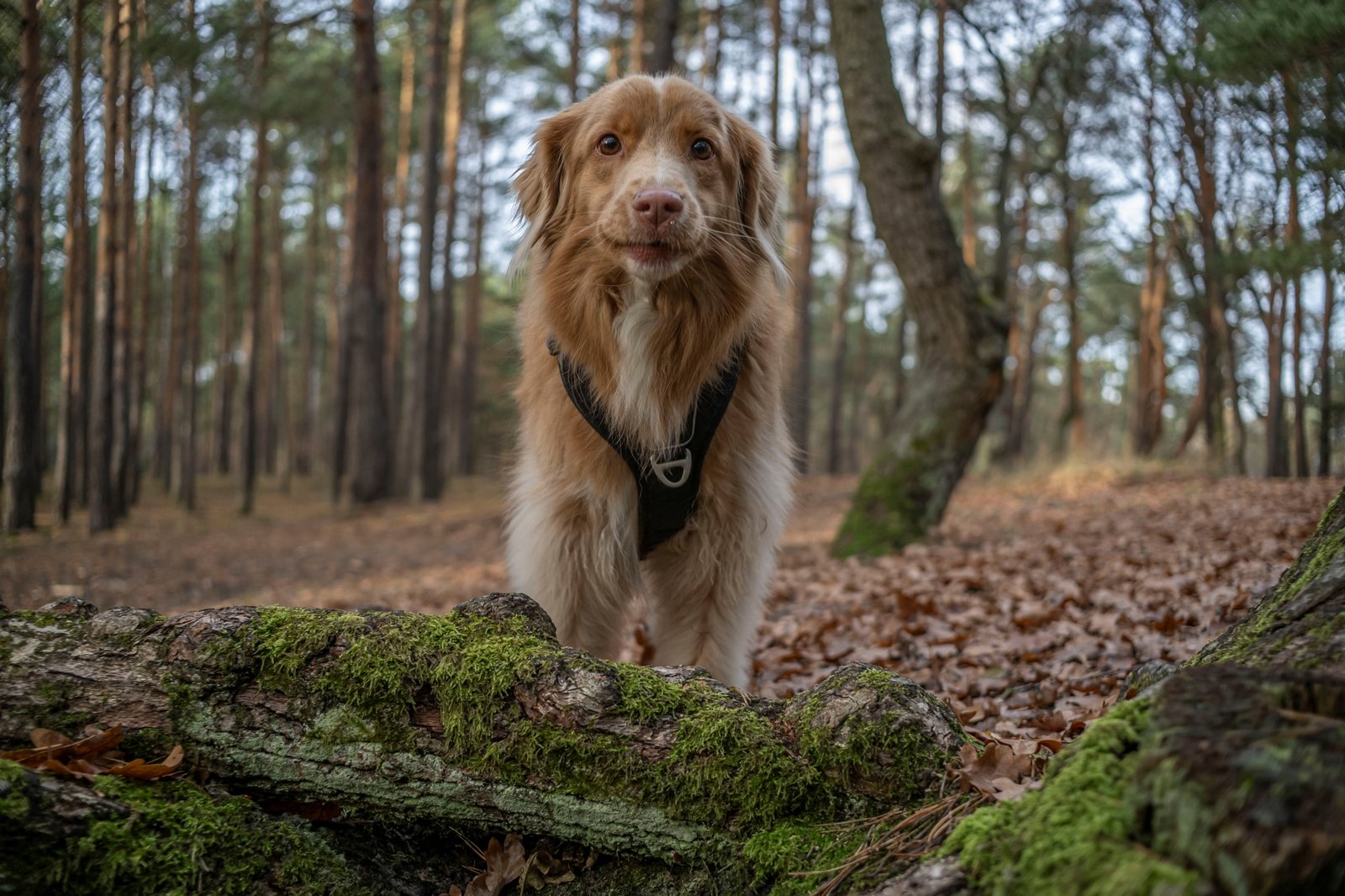 ttartisan-af-23mm-f18-nikon-z9-test 10