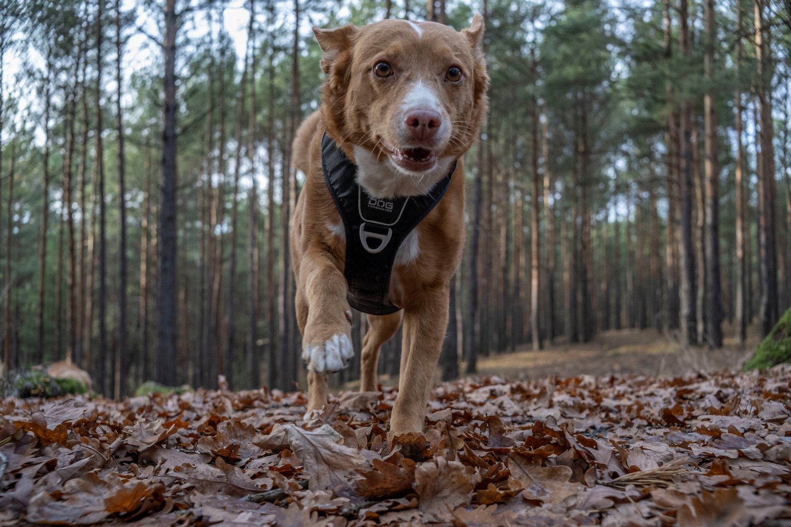 ttartisan-af-23mm-f18-nikon-z9-test 2