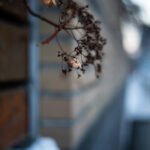 Ttartisan af 35mm f1.8 ii sony e 3 obrazek