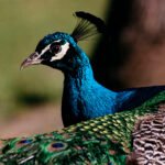 TTARTISAN 500MM F6.3 ED PORTRA 400 2000PX 9 OBRAZEK