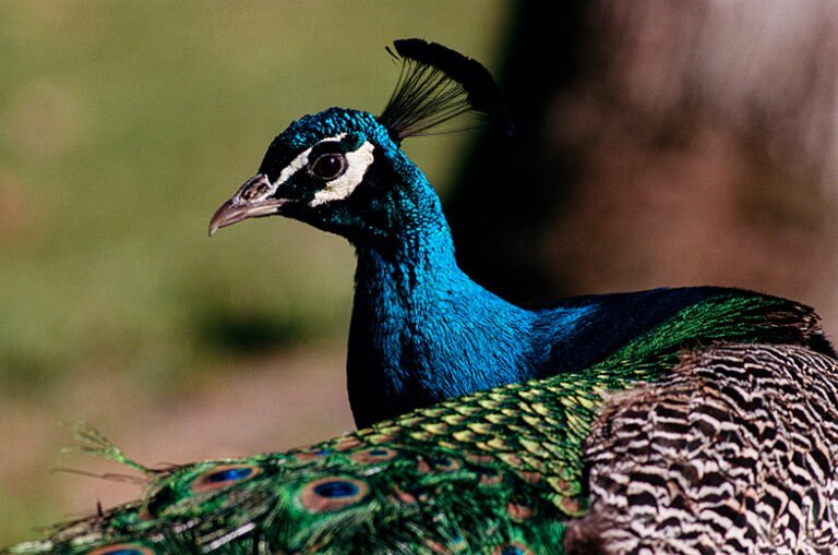 TTARTISAN 500MM F6.3 ED PORTRA 400 2000PX 9 OBRAZEK