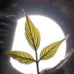 TTArtisan 100mm F2.8 Macro 2X