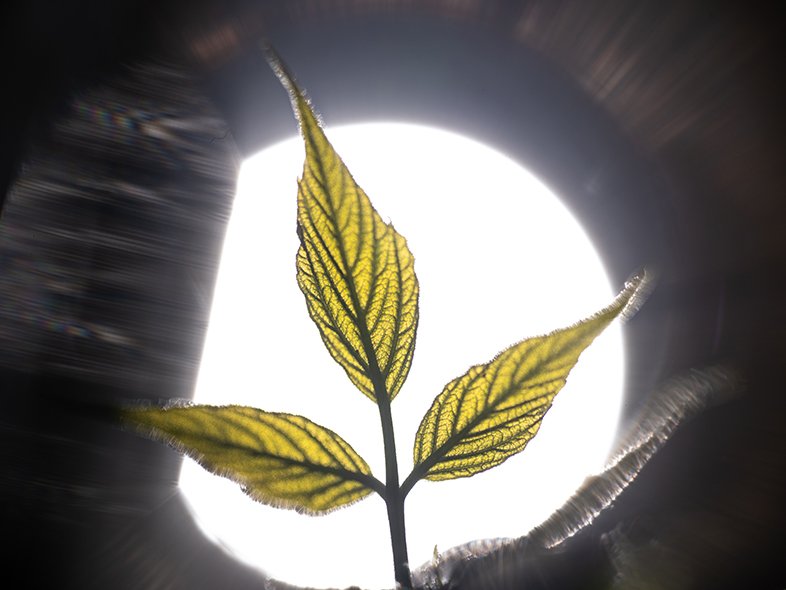 TTArtisan 100mm F2.8 Macro 2X