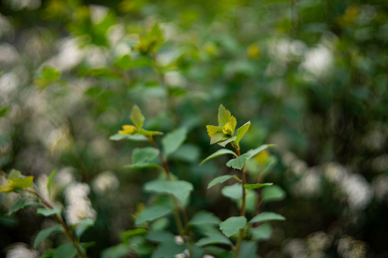 TTArtisan AF 50mm F1.8 Neo