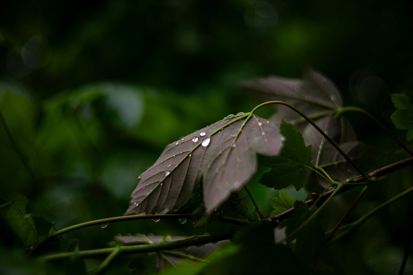 TTArtisan AF 50mm F1.8 Neo