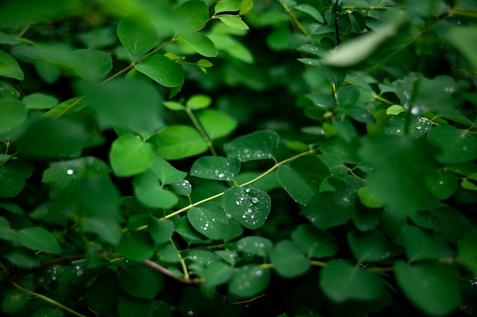 TTArtisan AF 50mm F1.8 Neo