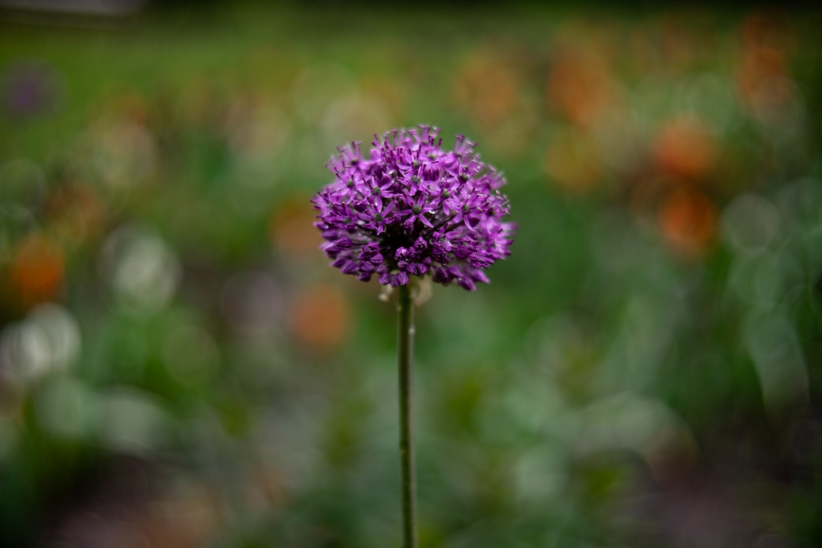 TTArtisan AF 50mm F1.8 Neo