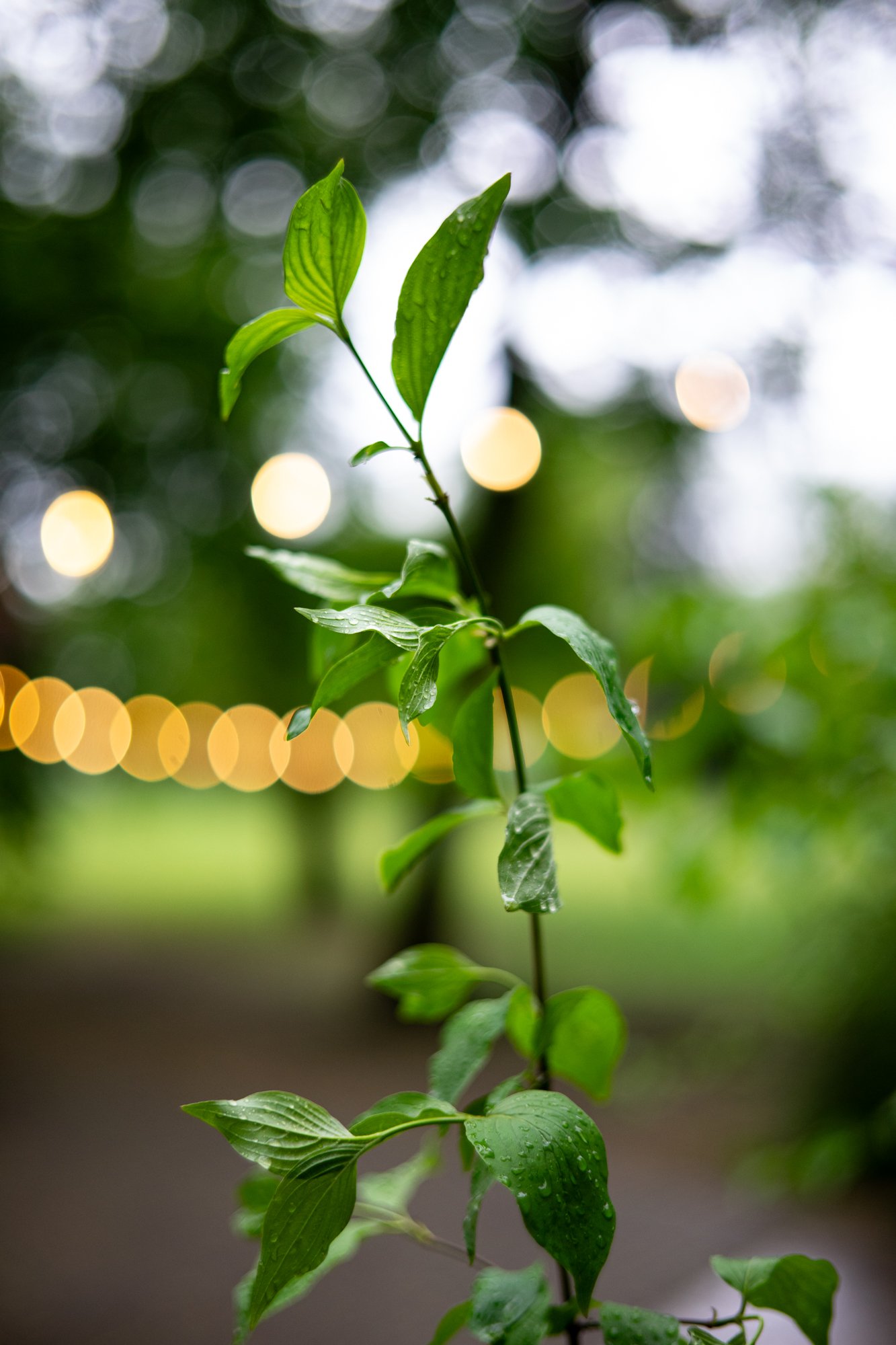 TTArtisan AF 50mm F1.8 Neo