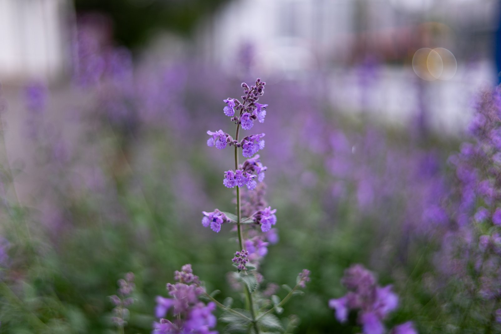 TTArtisan AF 50mm F1.8 Neo