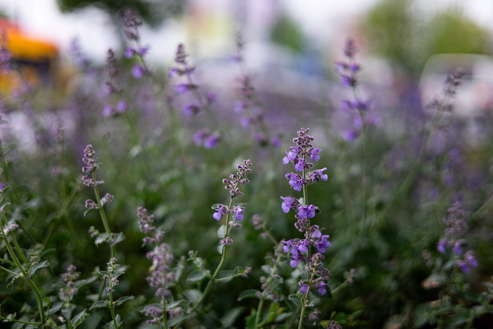 TTArtisan AF 50mm F1.8 Neo