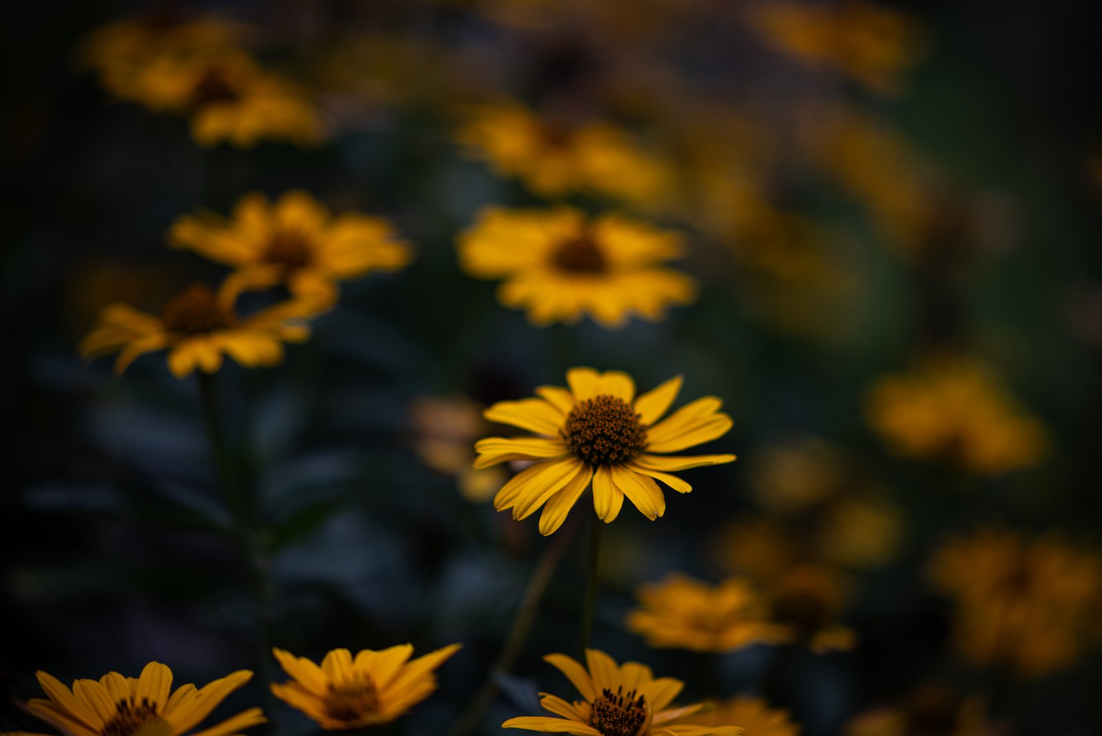 TTArtisan AF 85mm F1.8 Neo Nikon Z5 2000px 7