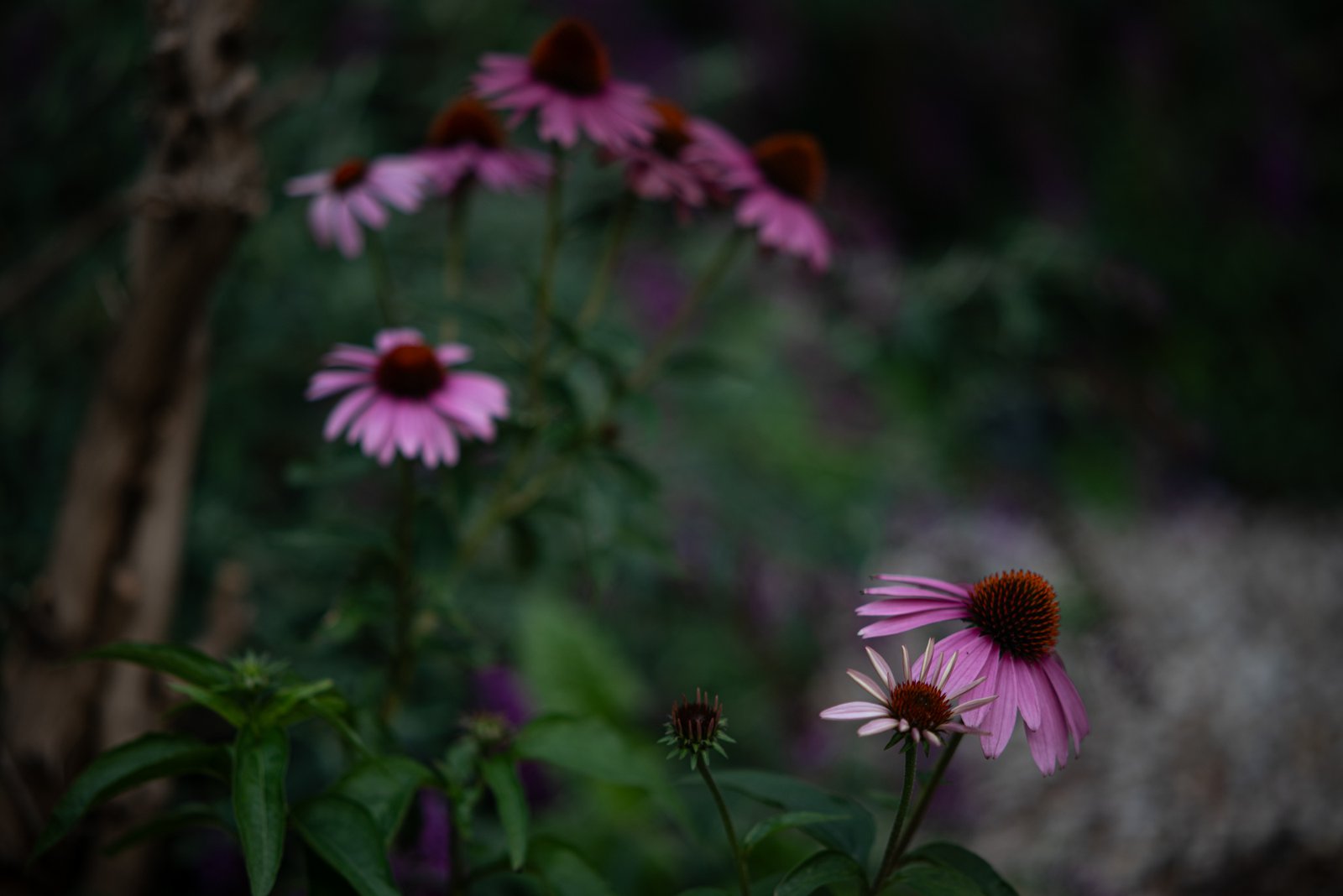 TTArtisan AF 85mm F1.8 Neo Nikon Z5 2000px 7