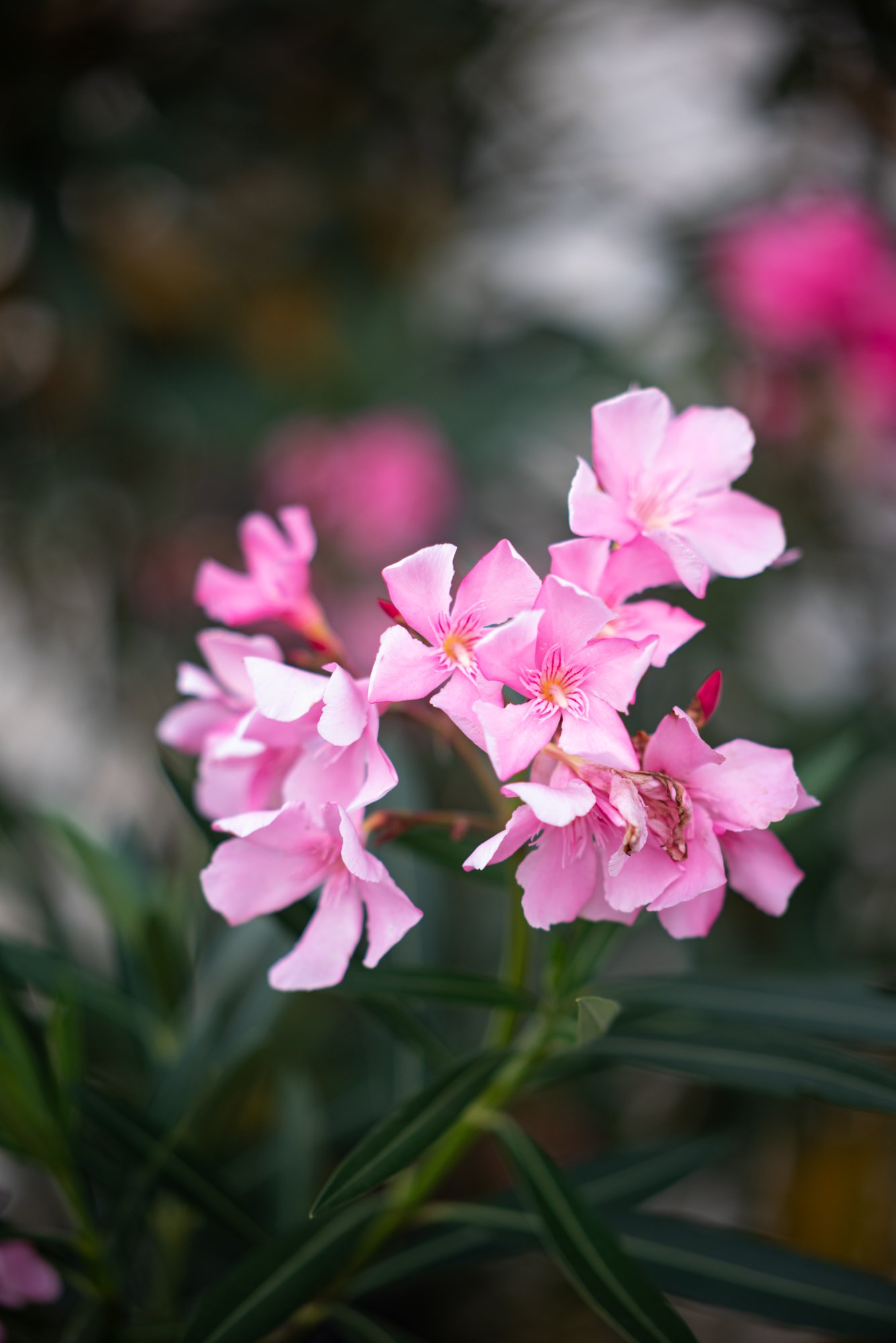 TTArtisan AF 85mm F1.8 Neo Nikon Z5 2000px 7