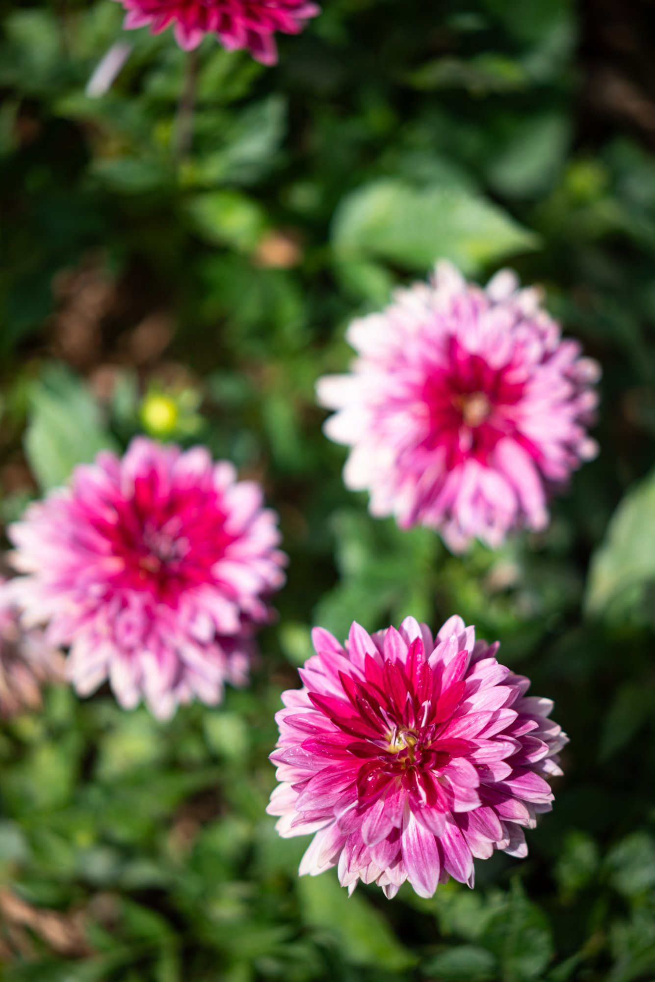 TTArtisan AF 85mm F1.8 Neo Nikon Z5 2000px 7