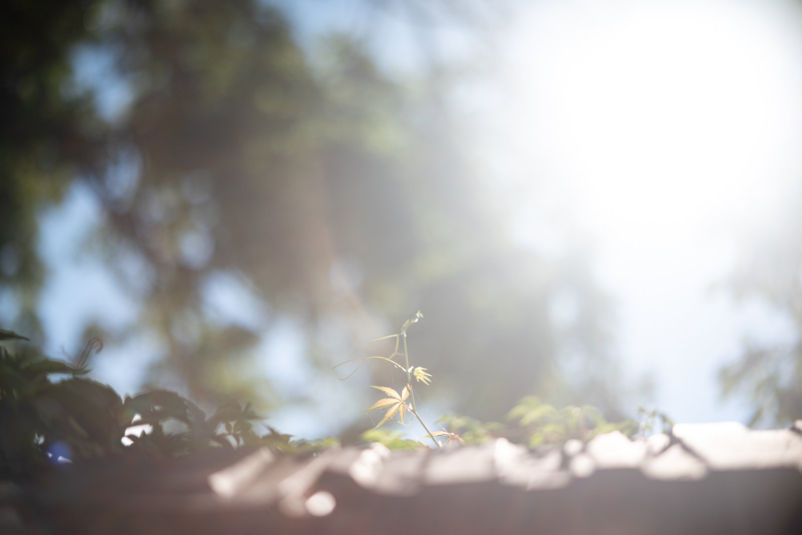 TTArtisan AF 85mm F1.8 Neo Nikon Z5 2000px 7
