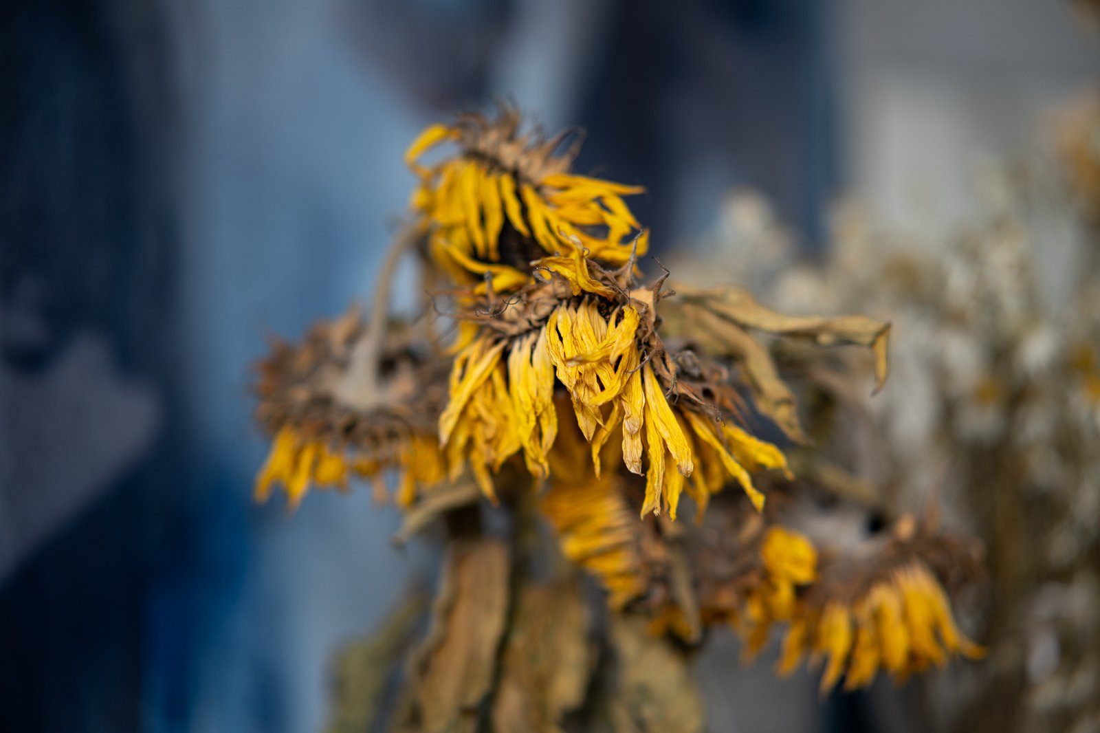 Galeria zdjęć przykładowych 2000px wykonana za pomocą obiektywu TTArtisan AF 85mm F1.8 Neo i aparatu Sony A7R V